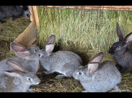 Содержание кроликов Фермерское хозяйство Виктора Катанаева