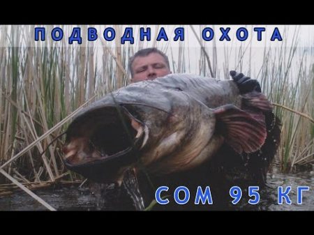 Подводная охота на трофейного сома 95 кг