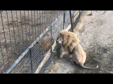 Чук и Дейл разборки продолжаются!