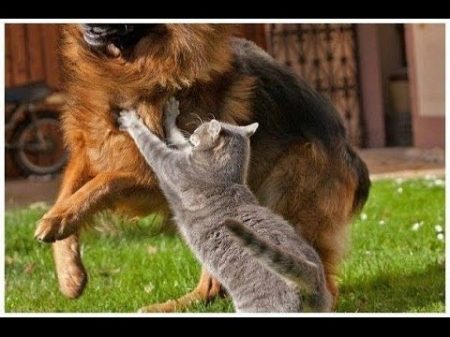 Коты против собак! Угар!!