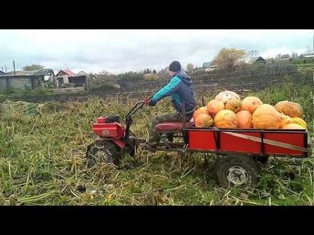 Мотоблок ОКА на жигулевских колесах с цепями Штурмуем сырой огород Возим тыкву