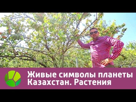 Живые символы планеты Казахстан Растения Живая Планета