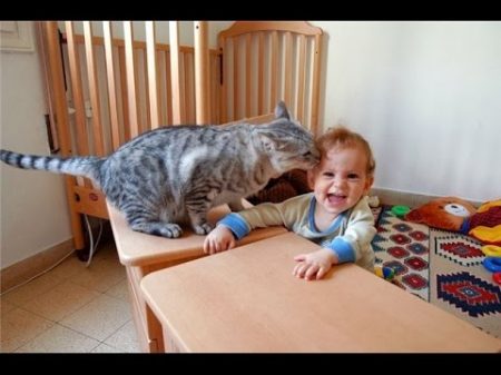 Коты и дети лучшие друзья ! Cats and babies the best video