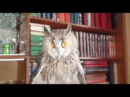 Говорящая сова 2 Owl and dog