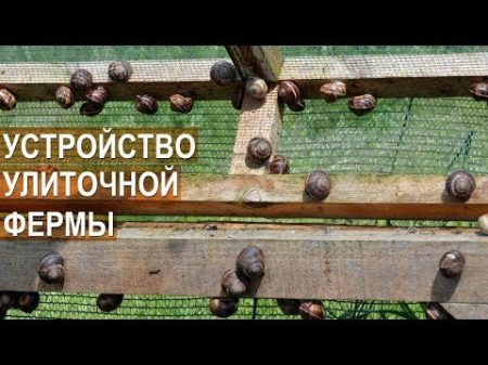 Улиточная ферма Сергея Балаева Устройство улиточной фермы Брудер для улиток