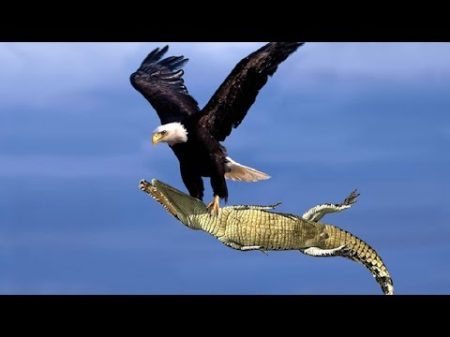 The Best Of Eagle Attacks 2018 Most Amazing Moments Of Wild Animal Fights! Wild Discovery Animals