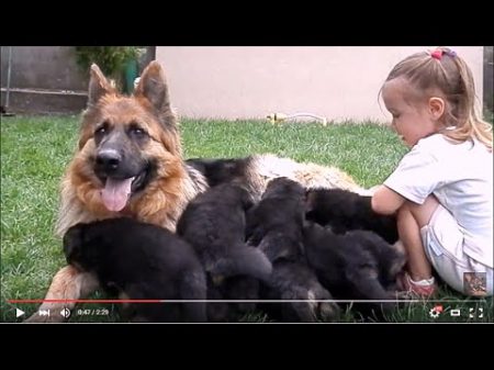 ДЕВОЧКА и ЩЕНКИ Немецкой Овчарки Girl and German shepherd puppies Одесса