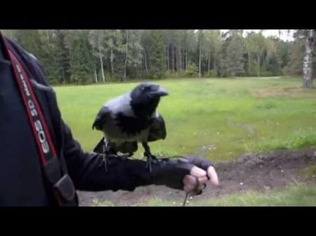 Серая ворона Крышечка в Павловском парке Hooded crow Kryshechka in Pavlovsk park