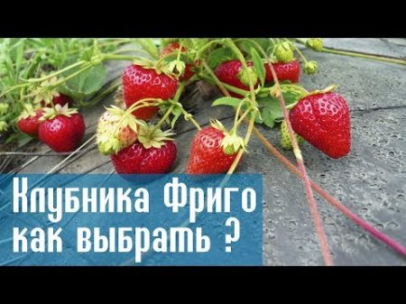 Клубника Фриго и все что нужно знать о ней Секреты рассады клубники