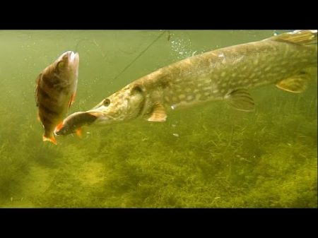Рыбалка щука атакует приманку мёртвую рыбку под водой плотва или окунь Полное видео