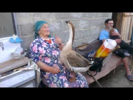 бабушка и ручной гусь grandma and domestic goose