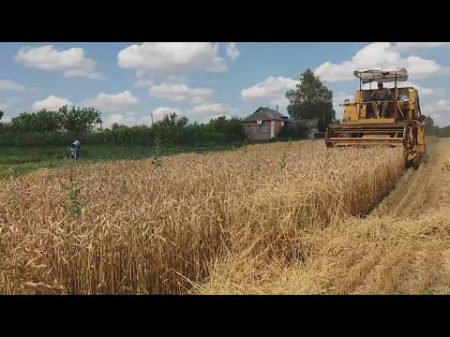 Долгожданная уборка пшеницы на огороде Sampo Rosenlew 500