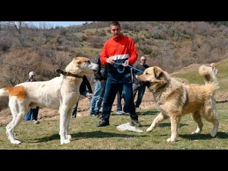 Fight shepherd dogs in Macedonia I Боевой да Овчарка собака Македония