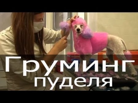 Груминг пуделя покраска пуделя красный пудель стрижка пуделя