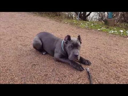 Кане Корсо 4 месяца Cane Corso 4 months