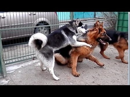 АГРЕССИЯ СОБАК Aggression dogs КОРРЕКЦИЯ Поведения Немецкой Овчарки Одесса