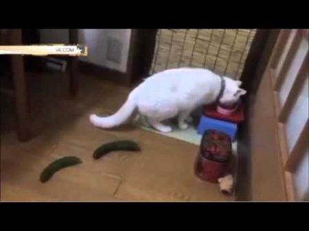 Хозяева пугают котов огурцами ради смешных видео