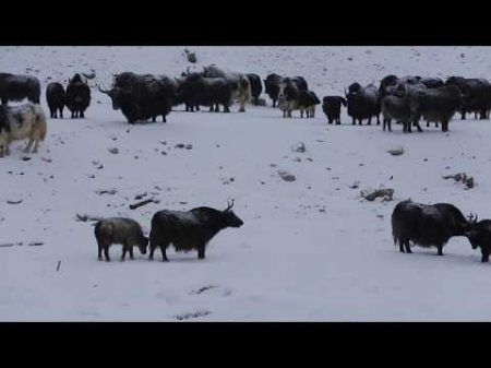 Пастушьи собаки кыргызов Памира