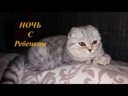 КОШКА ОХРАНЯЕТ НОЧЬЮ РЕБЕНКА Добрая Кошка Скоттиш Фолд Коты и Дети