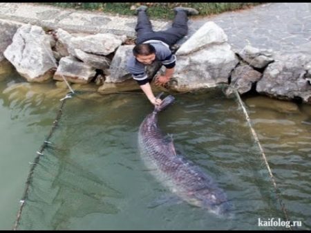 Рыба утаскивает рыбака в воду подборка