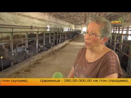 Българска мурра висока млечност и бърза адаптивност