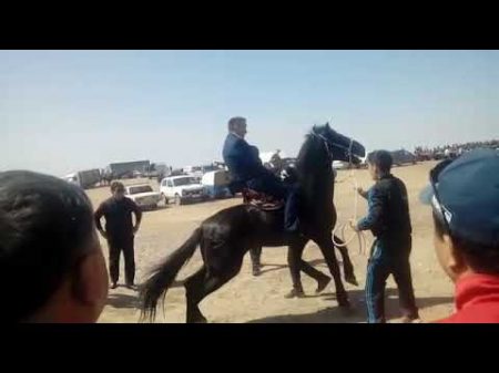 Туркестан кокпар 1 Туркестан кокпар 1