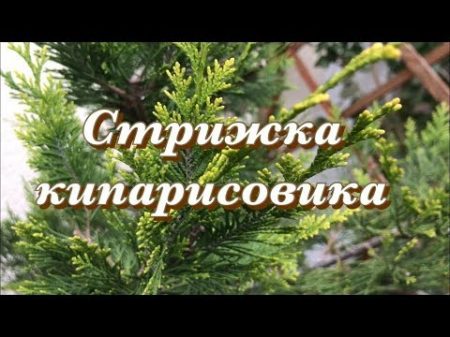Стрижка кипарисовика