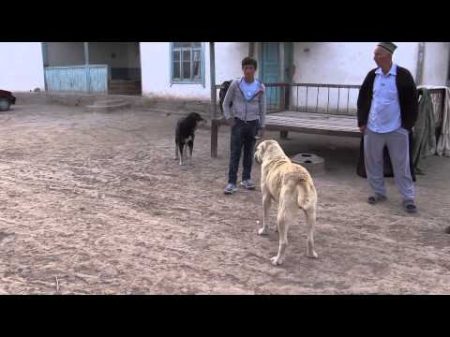 The sudden clash between two Tajik shepherd dogs interrupted by a little boy