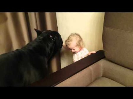 Cane corso Balder and a little girl Кане корсо Бальдер и малышка