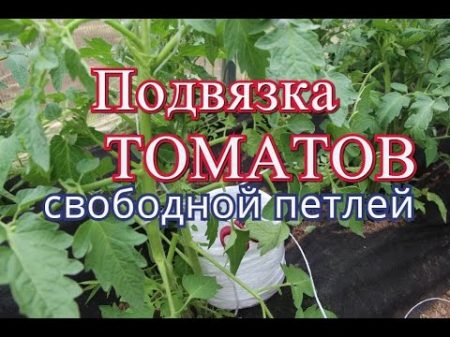 Как подвязать помидоры Способ Свободная петля 06 06 16