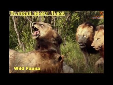 Wild Fauna Прирождённые Короли Великий прайд Львов Mapogo Lions часть 3