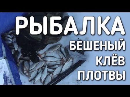 РЫБАЛКА 2017 БЕШЕНЫЙ КЛЕВ ПЛОТВЫ НА ЧЕРВЯ