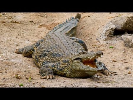 Крокодильи разборки 2010 NatGeo Wild