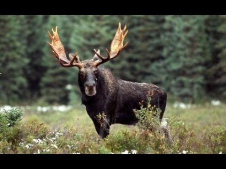 Лось Moose Энциклопедия животных