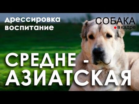 Среднеазиатская овчарка Дрессировка и воспитание