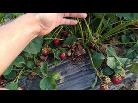 Успехи и неудачи клубничников 2018 Успехи и неудачи клубничников 2018