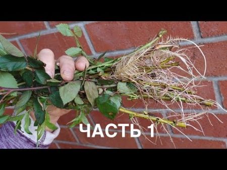 Как укоренить практически всё без корневого гормона Часть 1