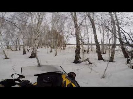 кабашки кабанчики чешут по делам