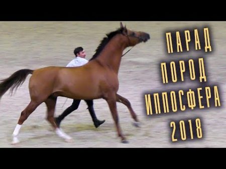 Парад Пород Разные породы лошадей Конная выставка Иппосфера 2018 Hipposphere