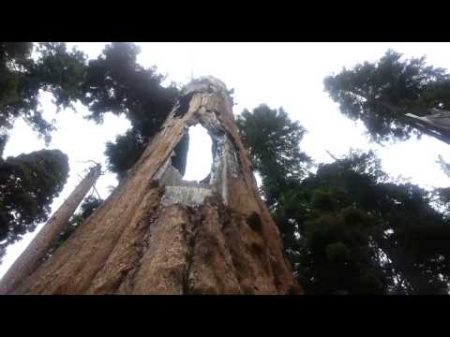 Национальный парк Секвойя в Калифорнии Sequoia national park 2014