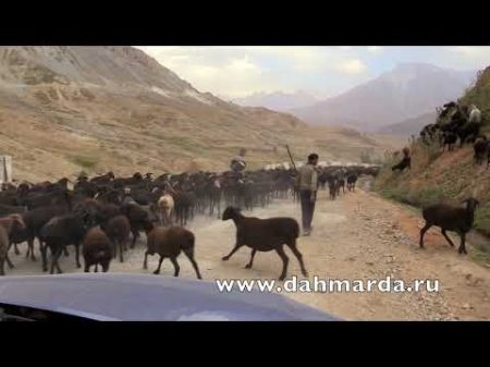Гиссарские овцы и саги дахмарда из Регара