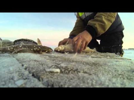 Зимняя рыбалка приготовление скоросолки из рыбы