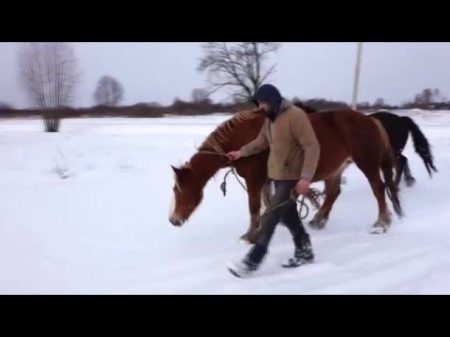 Кобыла которую нашли спустя несколько месяцев после кражи