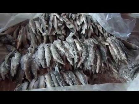 Горят озера Сибири Ловушка для рыбы Тюнейка