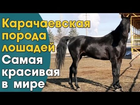 Карачаевские лошади пожалуй самые красивые лошади в мире Карачаевская порода лошадей ООО Карплемхоз