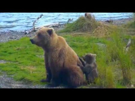 Медведица защищает детёныша от жестоких самцов и одновременно ловит рыбу на Brooks River Аляска 2015