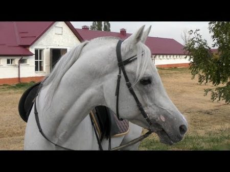 Где живет конь Путина чистокровный арабский жеребец Сирдар Лошади Путина Arabian horse