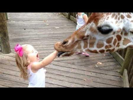 FORGET CATS! Funny KIDS vs ZOO ANIMALS are WAY FUNNIER! TRY NOT TO LAUGH