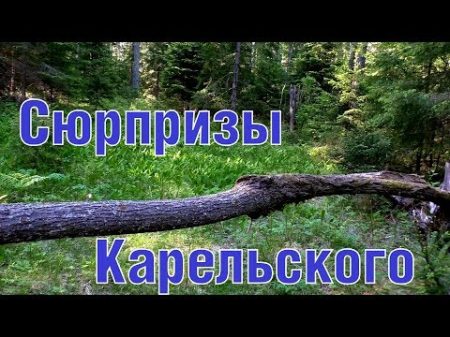 ML99 Неожиданные находки на Карельском Surprises on the Karelian Isthmus
