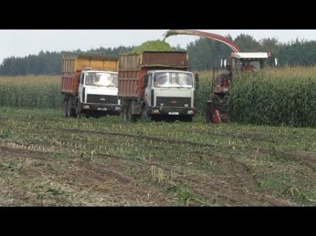 уборка кукурузы на силос в Белоусовщина